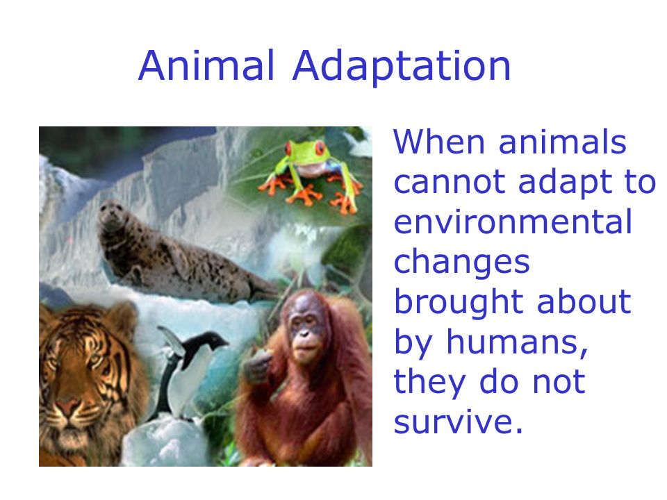 Animal Adaptations All living things have to be suited to their environment  if they are to survive. - ppt download