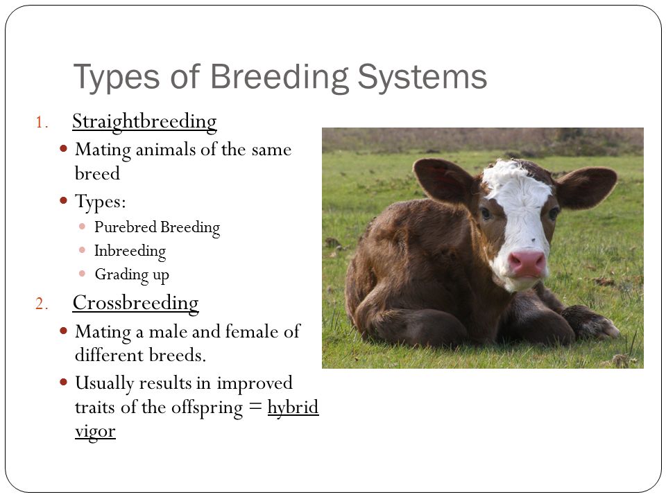 Livestock Breeding & Marketing Systems. Breeding Systems Different systems  exist due to the various types of livestock operations Factors to  determine. - ppt download