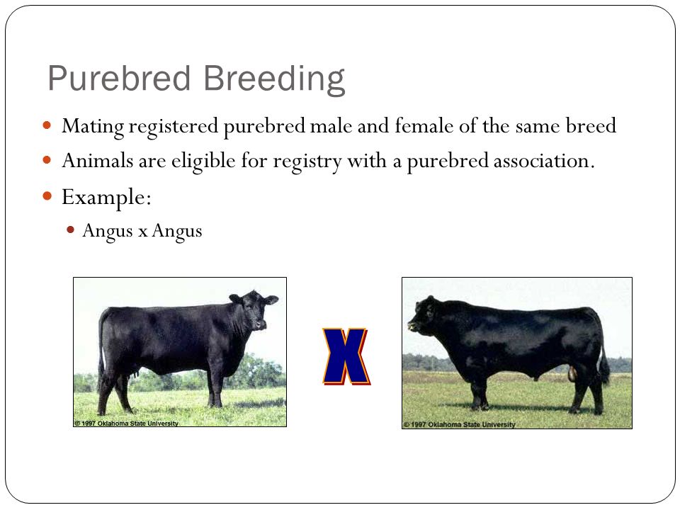 Livestock Breeding & Marketing Systems. Breeding Systems Different systems  exist due to the various types of livestock operations Factors to  determine. - ppt download