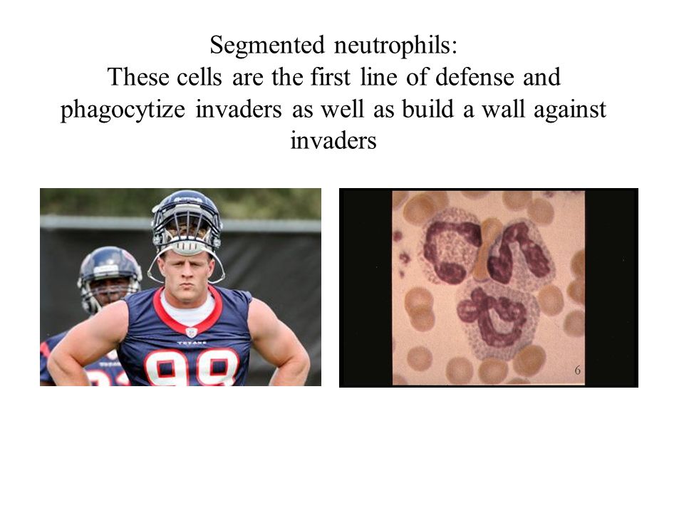 Segmented neutrophils: These cells are the first line of defense and phagocytize invaders as well as build a wall against invaders