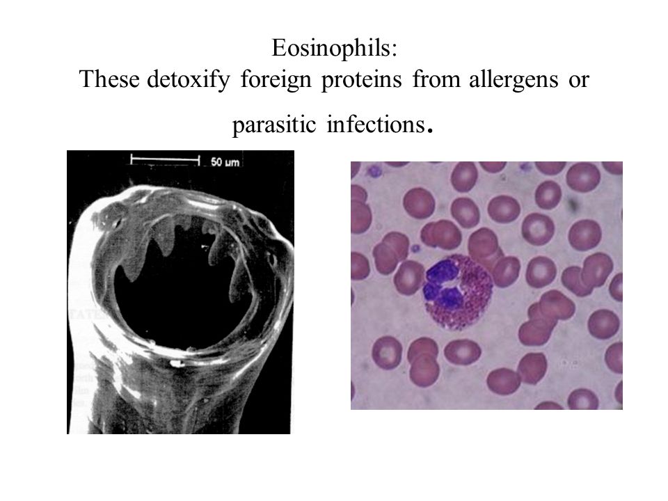 Eosinophils: These detoxify foreign proteins from allergens or parasitic infections.