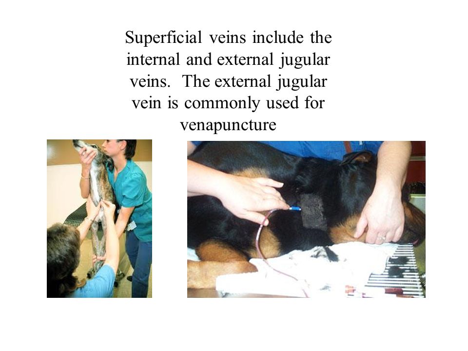 Superficial veins include the internal and external jugular veins.