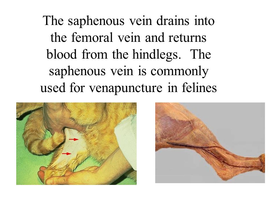 The saphenous vein drains into the femoral vein and returns blood from the hindlegs.