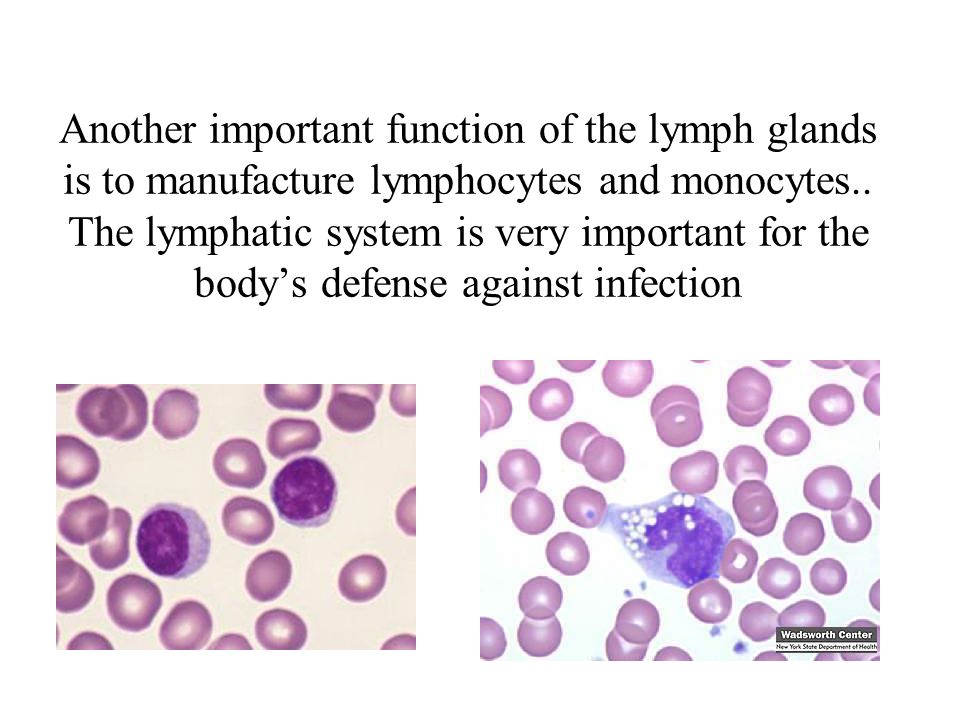 Another important function of the lymph glands is to manufacture lymphocytes and monocytes..