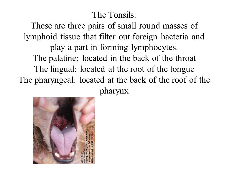 The Tonsils: These are three pairs of small round masses of lymphoid tissue that filter out foreign bacteria and play a part in forming lymphocytes.