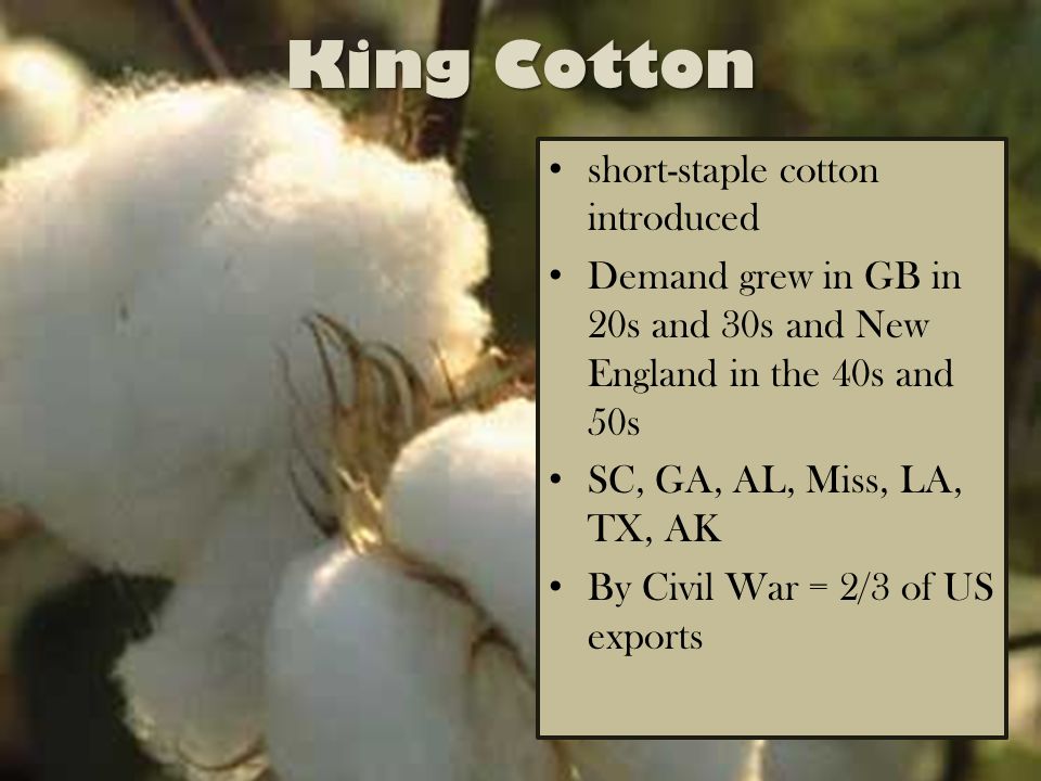 Characteristics of the South. King Cotton short-staple cotton introduced  Demand grew in GB in 20s and 30s and New England in the 40s and 50s SC, GA,  AL, - ppt download