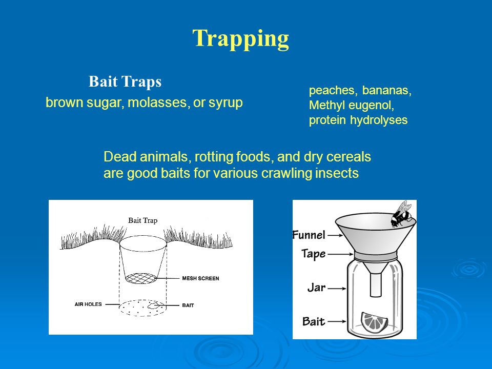 کنترل غیر شیمیایی آفات با استفاده از تله ها Trapping Bait Traps