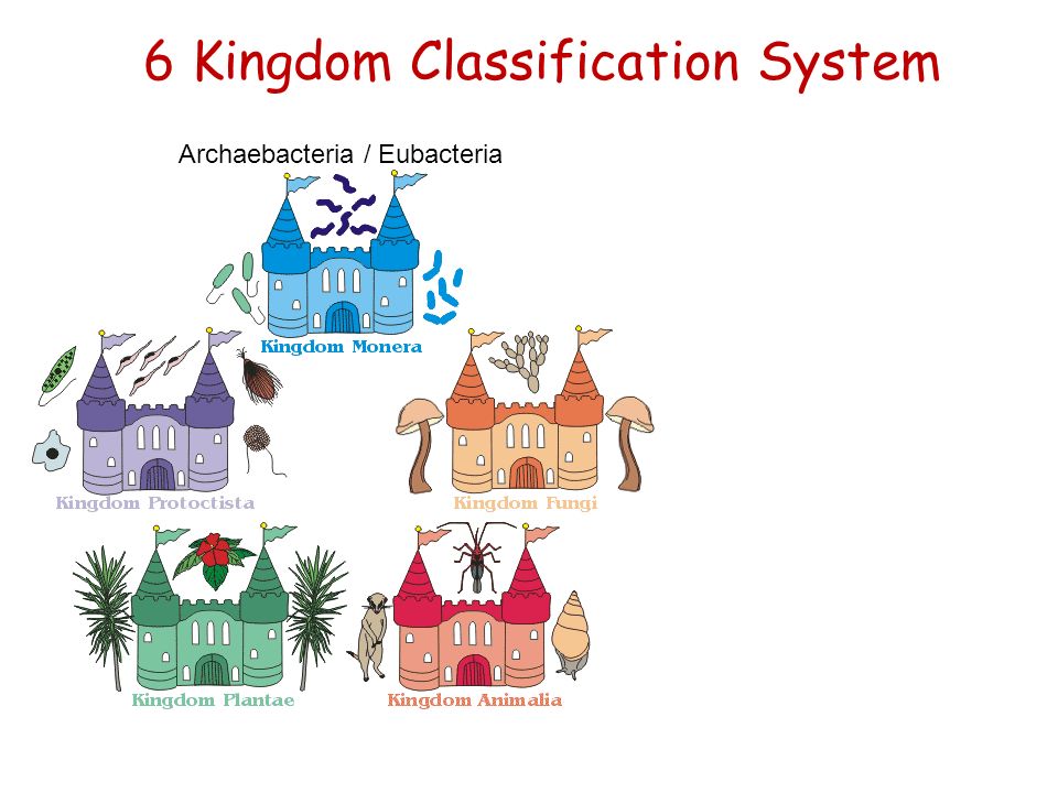 6 kingdom classification system archaebacteria eubacteria archaebacteria kingdom