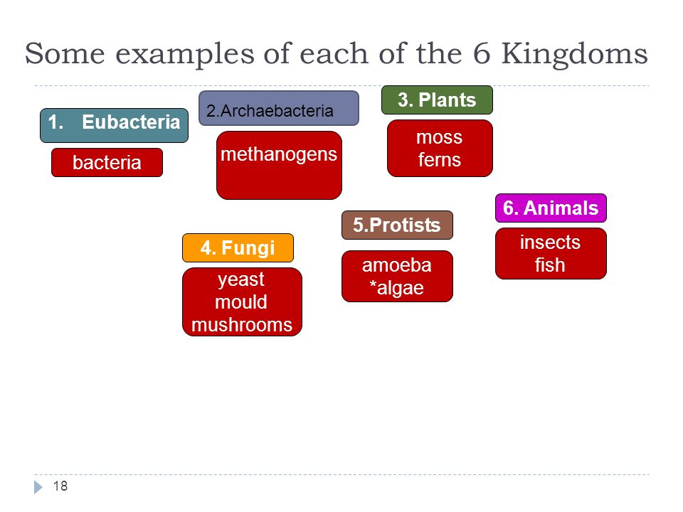 Some Examples Of Each Of The Some Examples Of Each Of The
