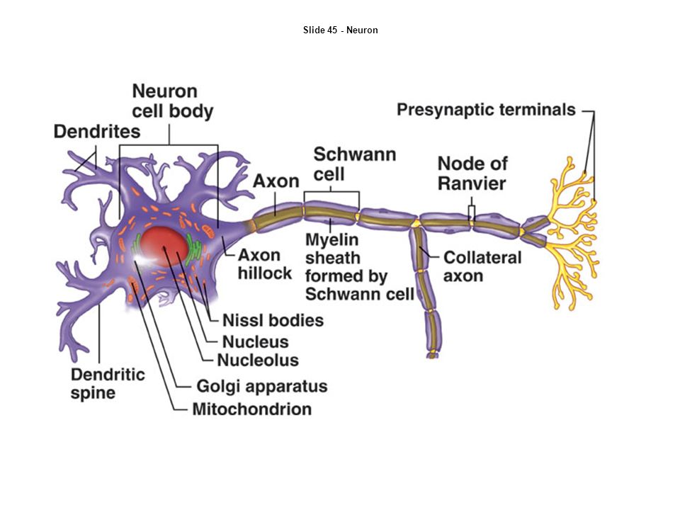 Нервная система кожи. Neuron Parts. Collaterals of neurons. The neuron Parts are …. Microtubules in nerve Cells image.