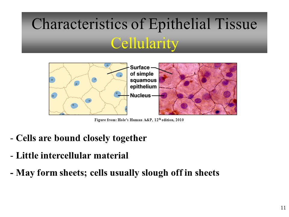 Chapter 4 Tissues: The Living Fabric Epithelial Tissues Lecture 9 Marieb's  Human Anatomy and Physiology Marieb  Hoehn. - ppt download