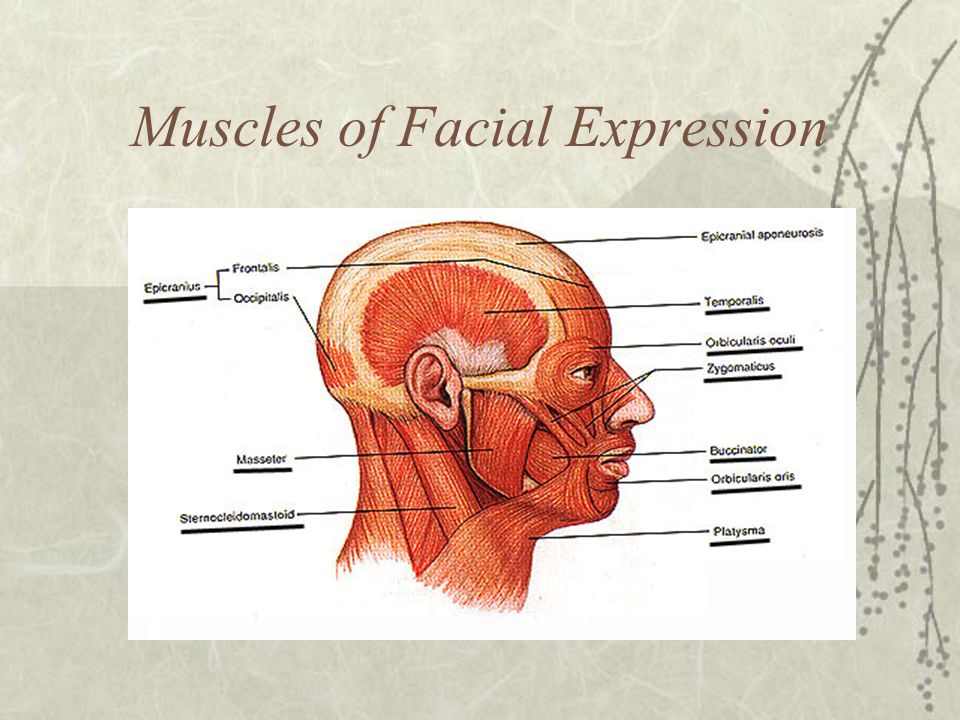 8 8 Major Skeletal Muscles What Muscle Names Tell Us Relative Size Shape Location Action Number Of Attachments Direction Of Fibers Ppt Download