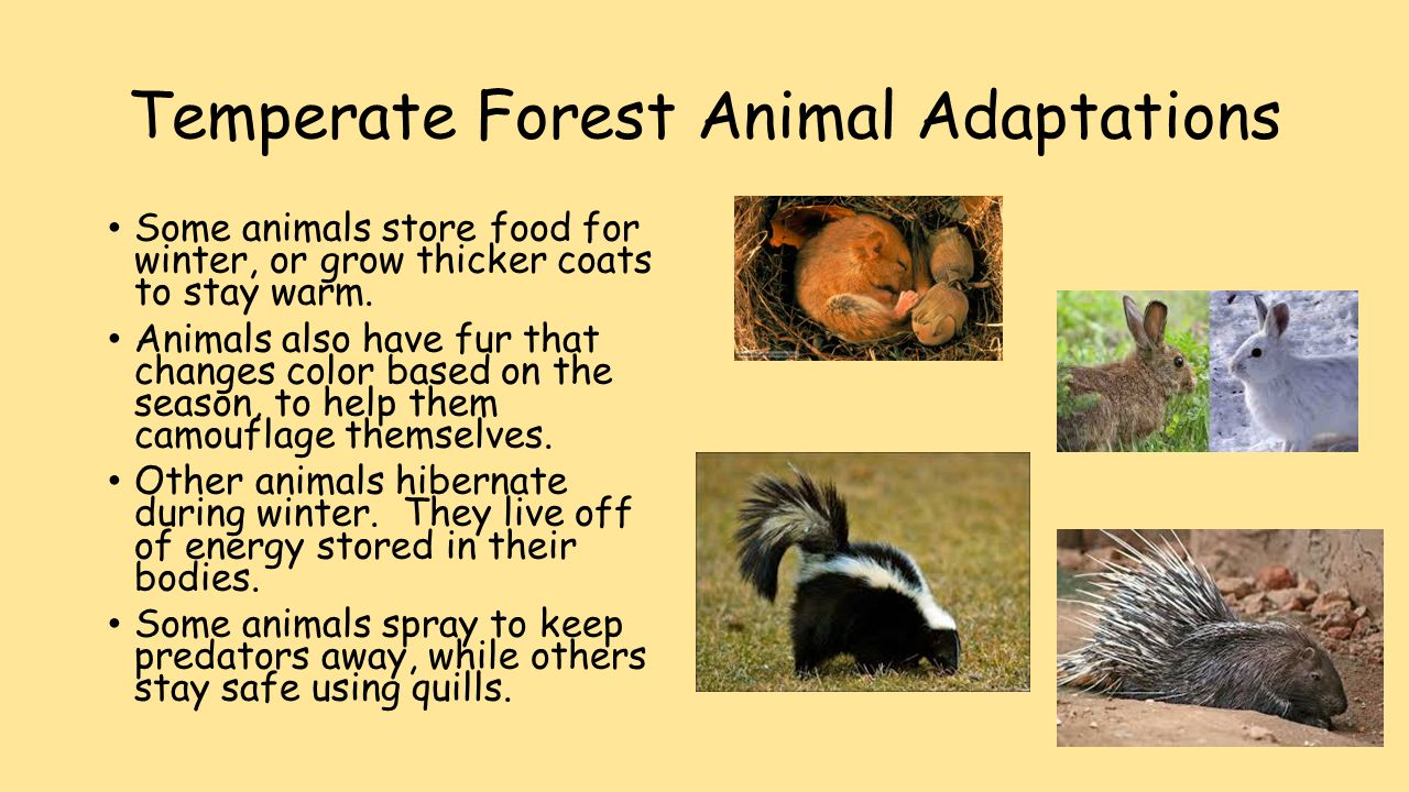Forests. A Forest is… A habitat that has many trees. - ppt download