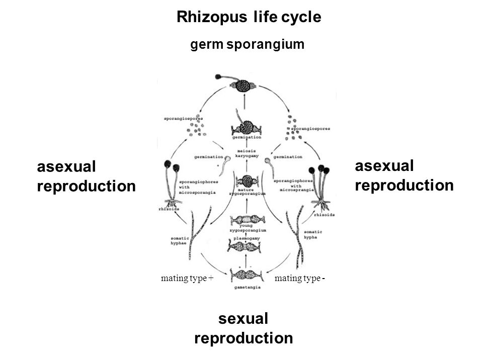 Rhizopus Life Cycle Diagram 2252