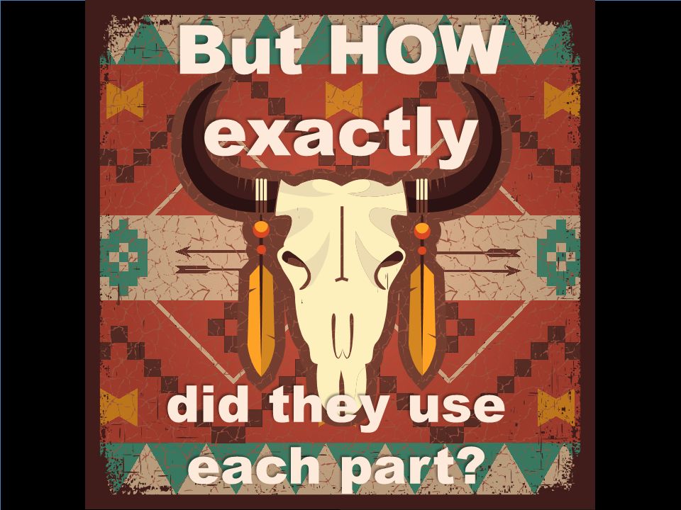 NATIVE AMERICANS used every part of the buffalo. - ppt download