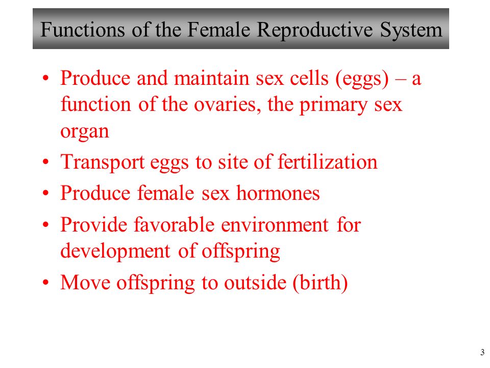 Chapter 27 Female Reproductive System Lecture 19 Marieb's Human Anatomy and  Physiology Marieb  Hoehn. - ppt download