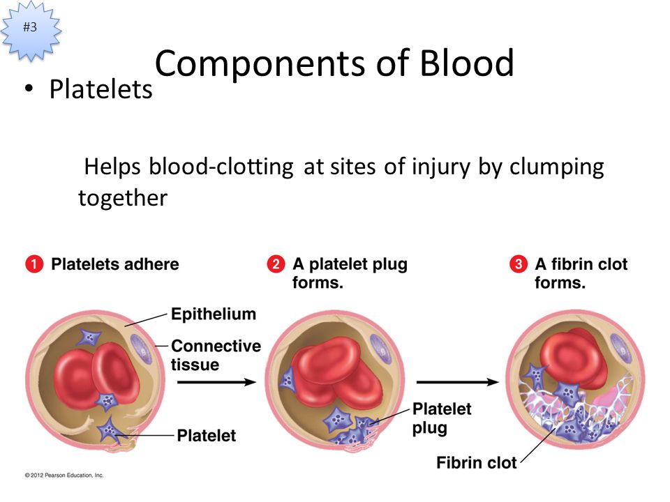 Components of Blood Platelets Helps blood-clotting at sites of injury by clumping together #3