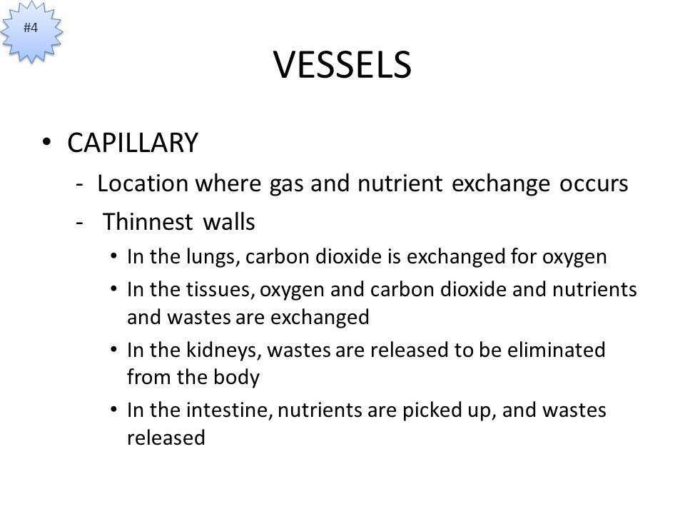 VESSELS CAPILLARY -Location where gas and nutrient exchange occurs - Thinnest walls In the lungs, carbon dioxide is exchanged for oxygen In the tissues, oxygen and carbon dioxide and nutrients and wastes are exchanged In the kidneys, wastes are released to be eliminated from the body In the intestine, nutrients are picked up, and wastes released #4