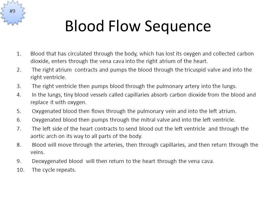Blood Flow Sequence 1.Blood that has circulated through the body, which has lost its oxygen and collected carbon dioxide, enters through the vena cava into the right atrium of the heart.