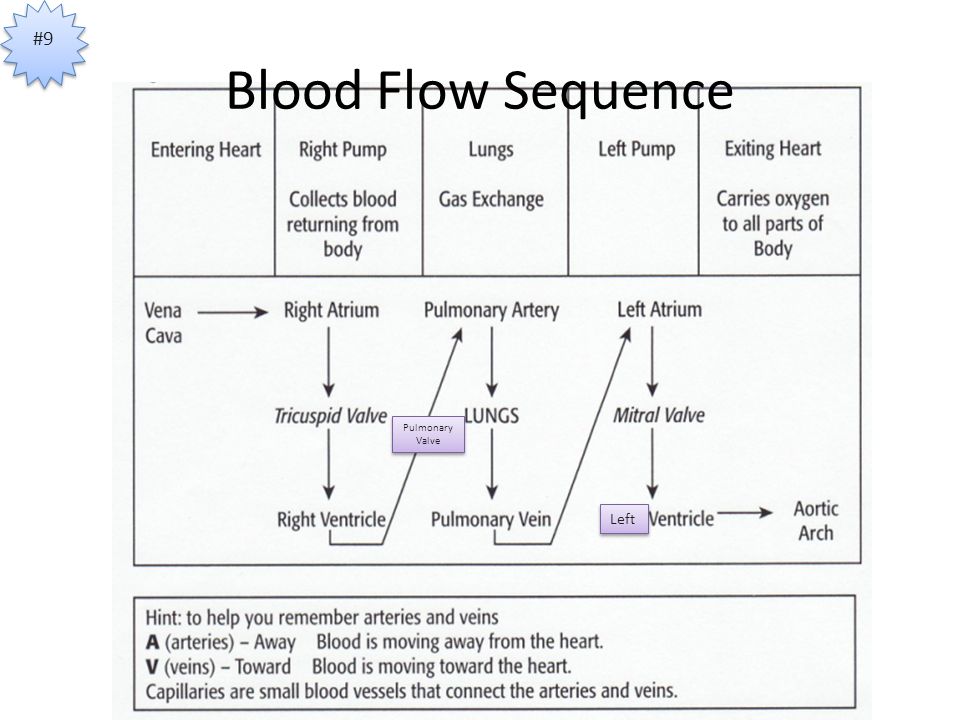 Blood Flow Sequence #9 Left Pulmonary Valve Pulmonary Valve