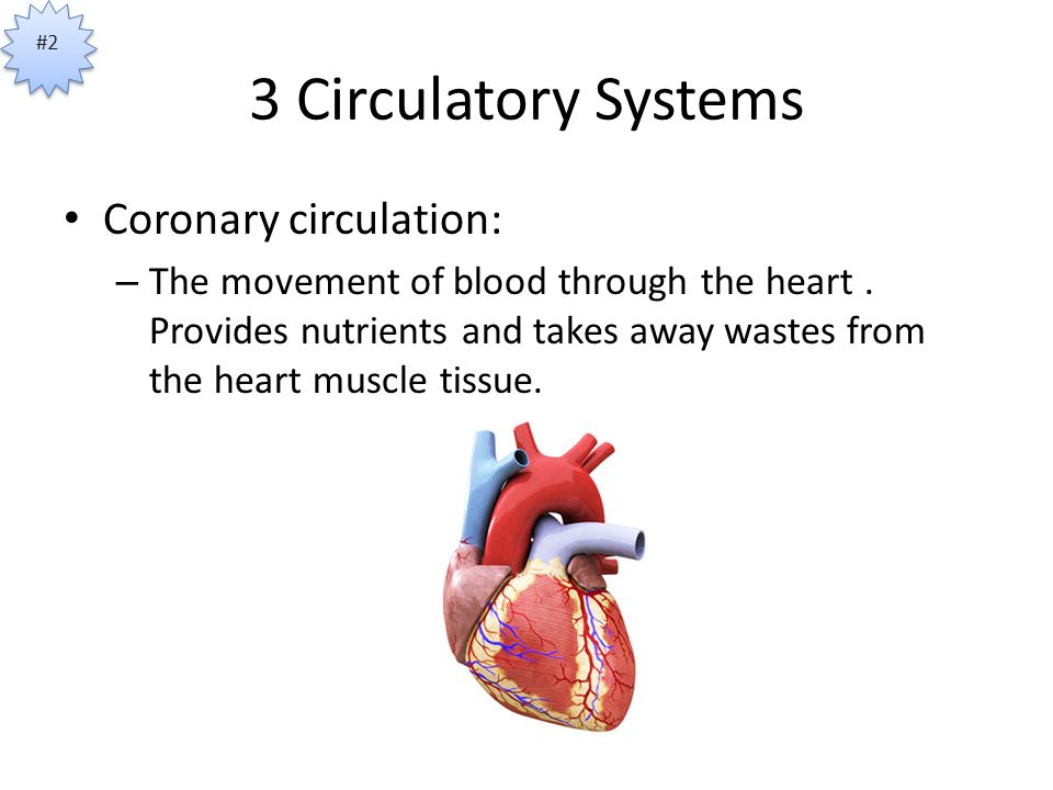 3 Circulatory Systems Coronary circulation: – The movement of blood through the heart.