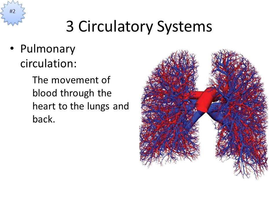 3 Circulatory Systems Pulmonary circulation: The movement of blood through the heart to the lungs and back.