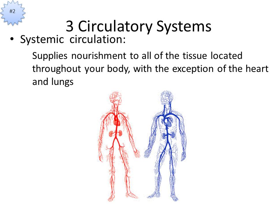 3 Circulatory Systems Systemic circulation: Supplies nourishment to all of the tissue located throughout your body, with the exception of the heart and lungs #2