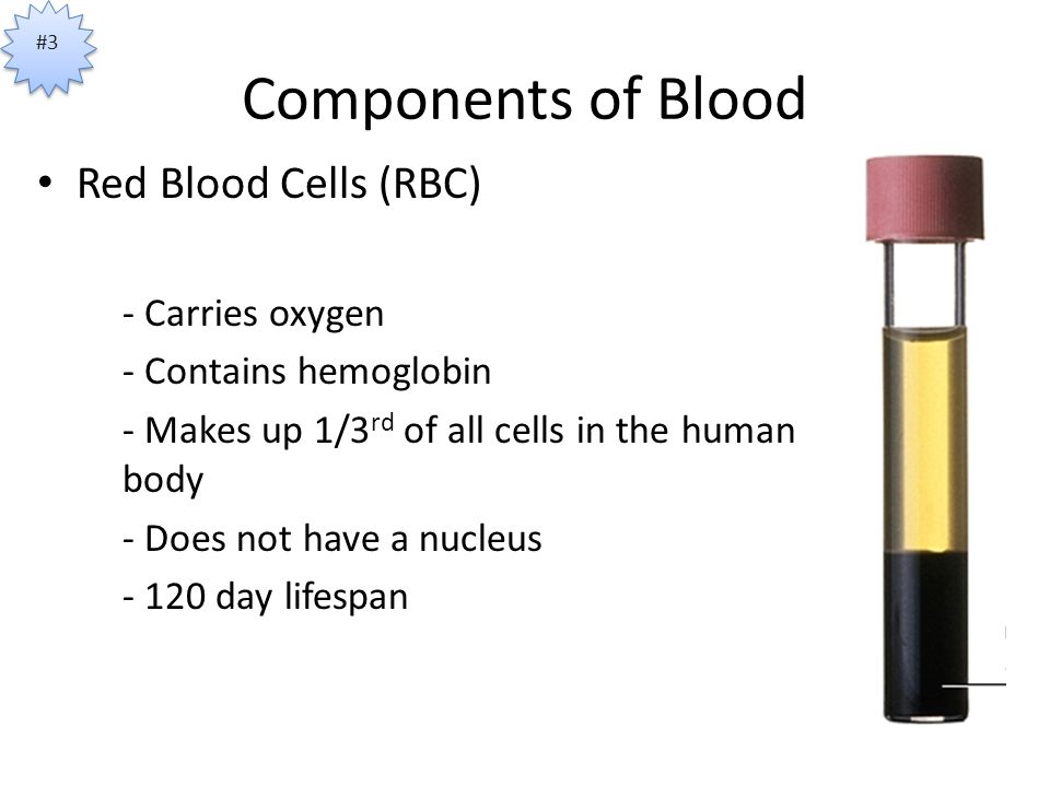 Components of Blood Red Blood Cells (RBC) - Carries oxygen - Contains hemoglobin - Makes up 1/3 rd of all cells in the human body - Does not have a nucleus day lifespan #3