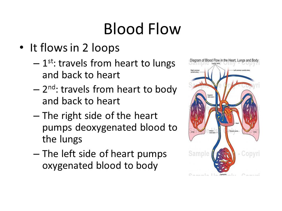 Blood Flow It flows in 2 loops – 1 st : travels from heart to lungs and back to heart – 2 nd : travels from heart to body and back to heart – The right side of the heart pumps deoxygenated blood to the lungs – The left side of heart pumps oxygenated blood to body