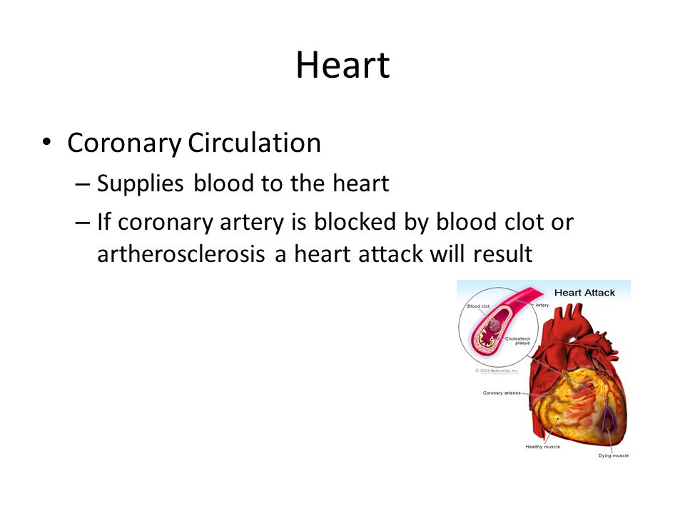 Heart Coronary Circulation – Supplies blood to the heart – If coronary artery is blocked by blood clot or artherosclerosis a heart attack will result