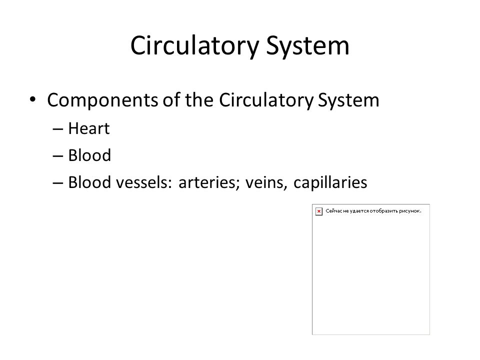 Components of the Circulatory System – Heart – Blood – Blood vessels: arteries; veins, capillaries