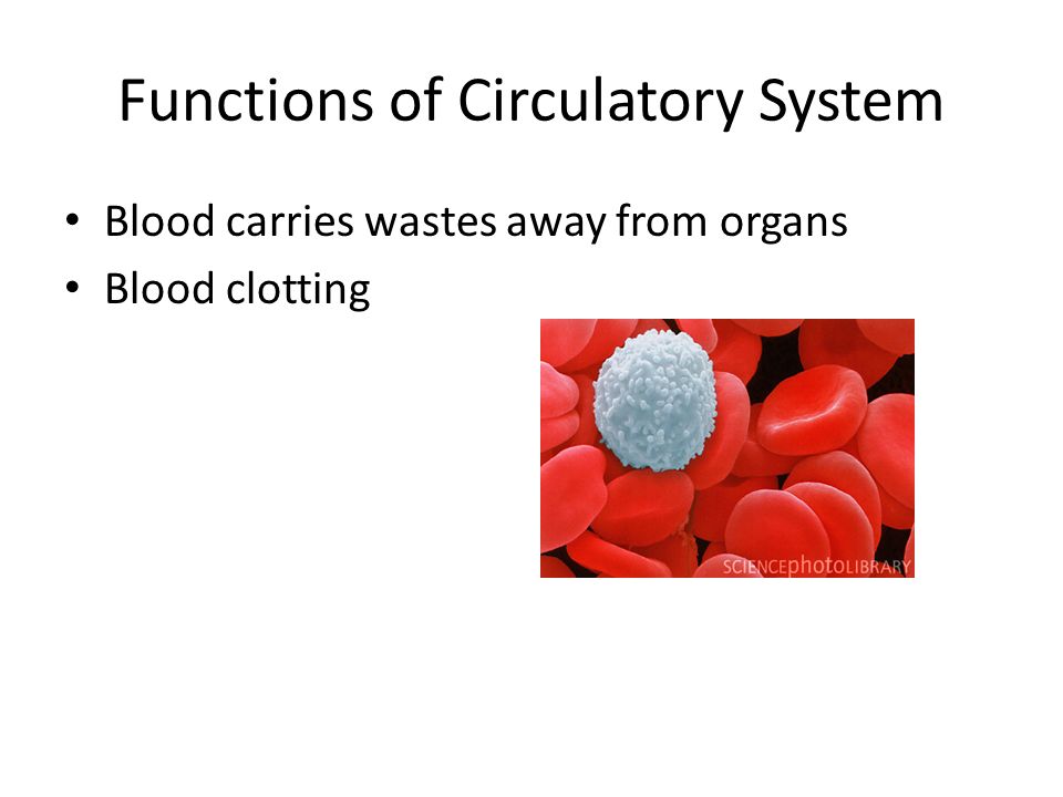 Functions of Circulatory System Blood carries wastes away from organs Blood clotting