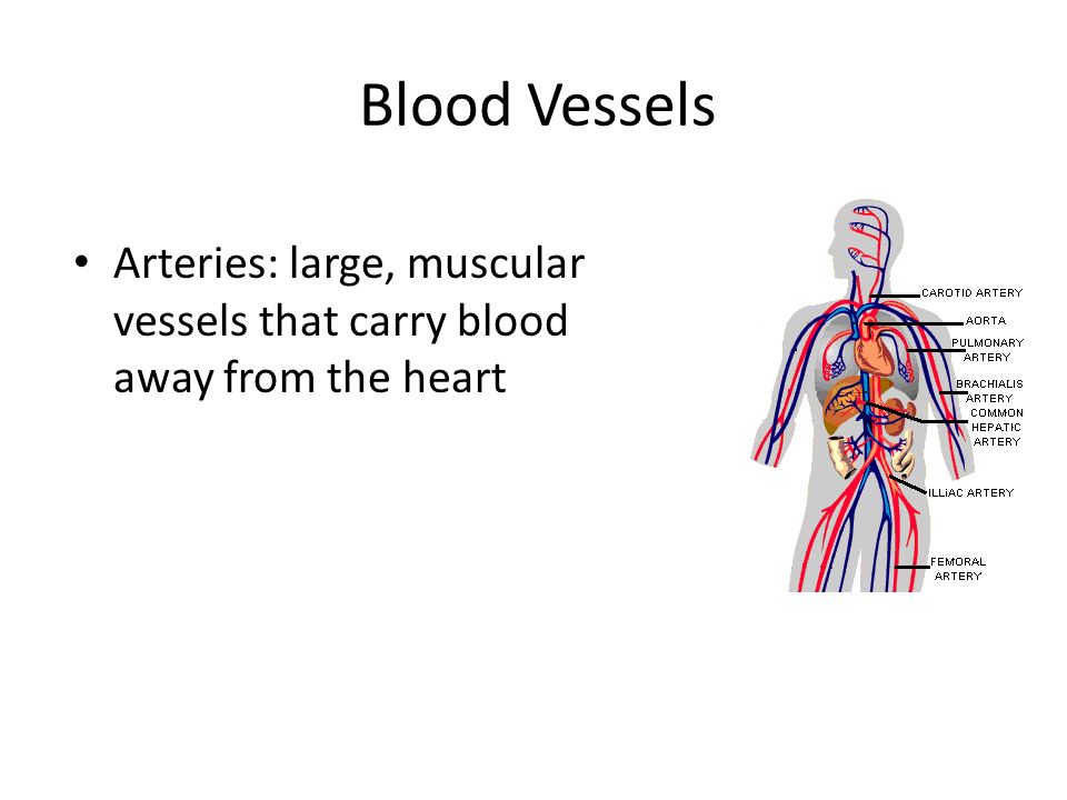 Blood Vessels Arteries: large, muscular vessels that carry blood away from the heart