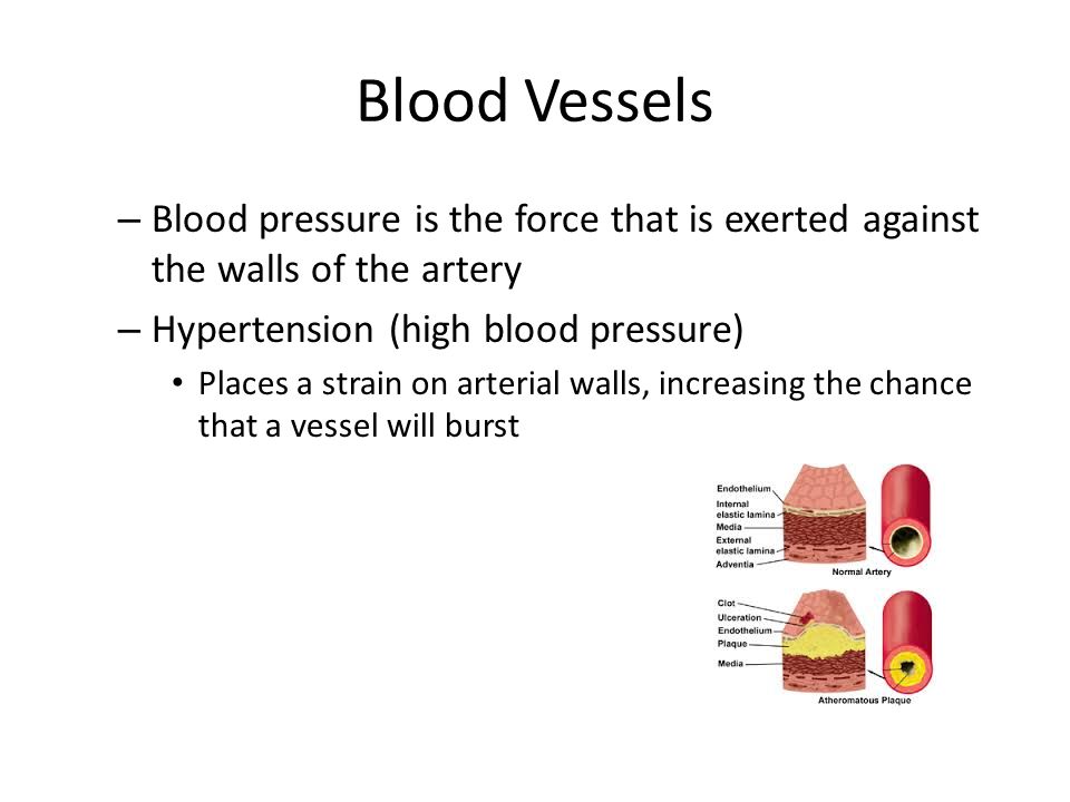 Blood Vessels – Blood pressure is the force that is exerted against the walls of the artery – Hypertension (high blood pressure) Places a strain on arterial walls, increasing the chance that a vessel will burst