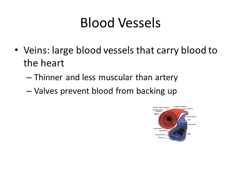 Blood Vessels Veins: large blood vessels that carry blood to the heart – Thinner and less muscular than artery – Valves prevent blood from backing up