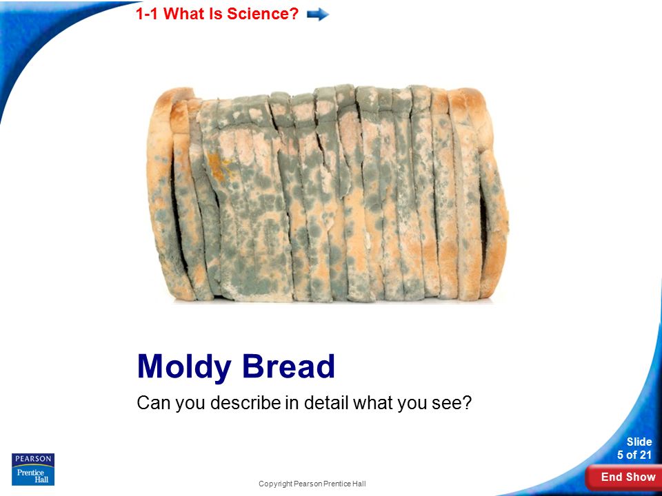End Show 1-1 What Is Science. Slide 5 of 21 Moldy Bread Can you describe in detail what you see.