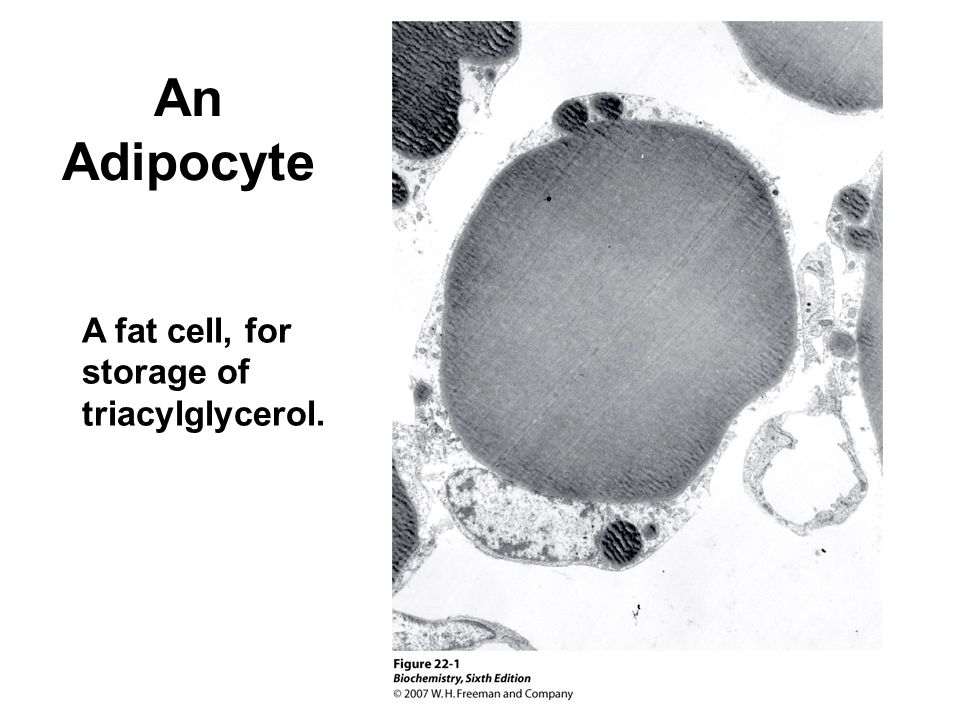 An Adipocyte A fat cell, for storage of triacylglycerol.