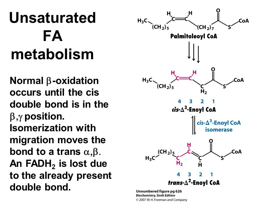 Unsaturated FA metabolism Normal  -oxidation occurs until the cis double bond is in the  position.