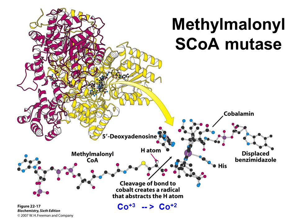 Methylmalonyl SCoA mutase Co > Co +2