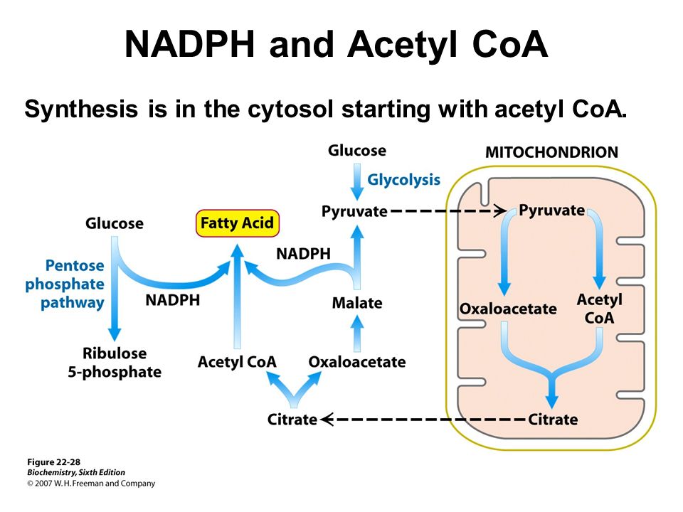 NADPH and Acetyl CoA Synthesis is in the cytosol starting with acetyl CoA.