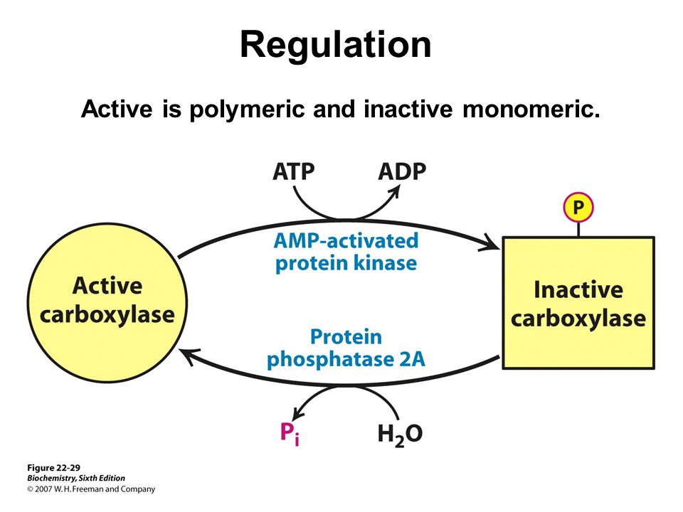 Regulation Active is polymeric and inactive monomeric.