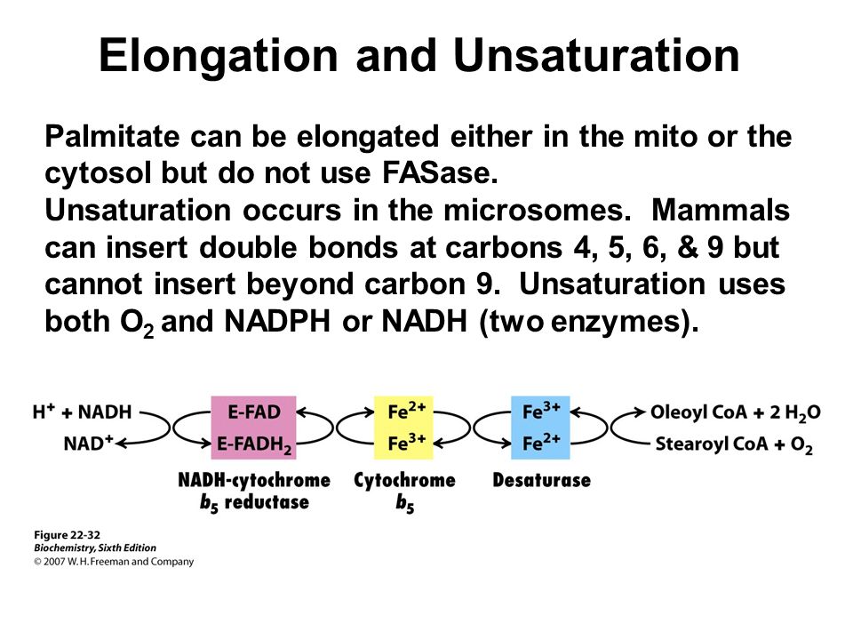 Elongation and Unsaturation Palmitate can be elongated either in the mito or the cytosol but do not use FASase.