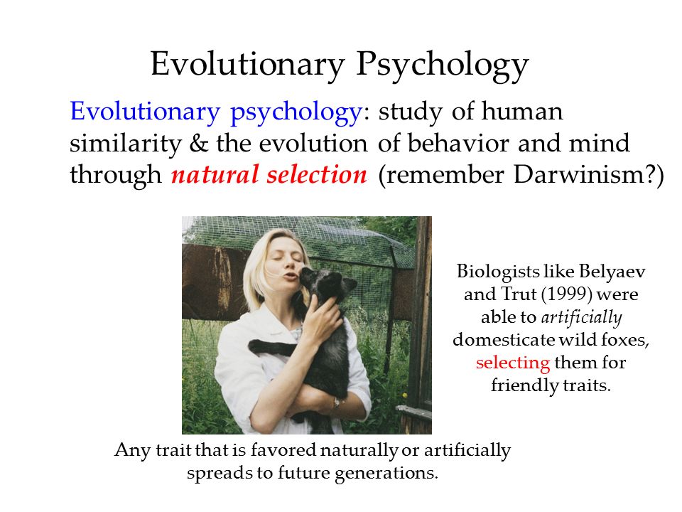 Evolutionary Psychology Evolutionary psychology: study of human similarity & the evolution of behavior and mind through natural selection (remember Darwinism ) Biologists like Belyaev and Trut (1999) were able to artificially domesticate wild foxes, selecting them for friendly traits.