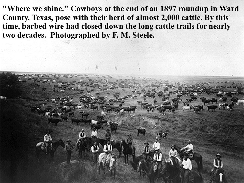 Where we shine. Cowboys at the end of an 1897 roundup in Ward County, Texas, pose with their herd of almost 2,000 cattle.