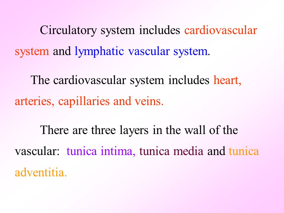 Circulatory System Includes Cardiovascular System And Lymphatic Vascular System The Cardiovascular System Includes Heart Arteries Capillaries And Ppt Download
