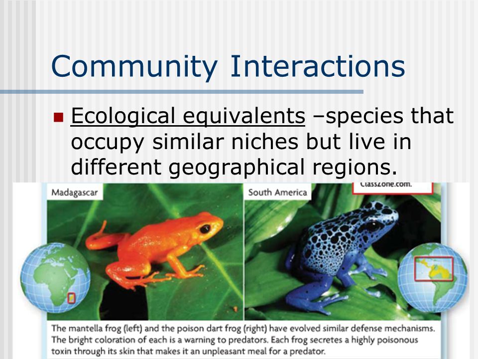 Community Interactions Ecological equivalents –species that occupy similar niches but live in different geographical regions.