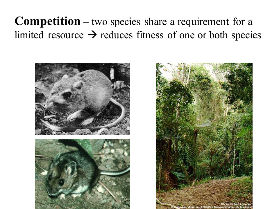 Competition – two species share a requirement for a limited resource  reduces fitness of one or both species