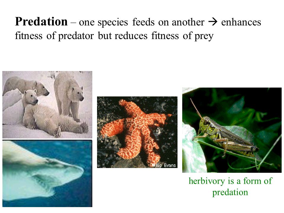 Predation – one species feeds on another  enhances fitness of predator but reduces fitness of prey herbivory is a form of predation