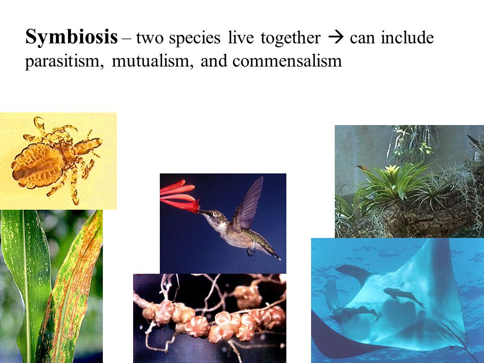 Symbiosis – two species live together  can include parasitism, mutualism, and commensalism
