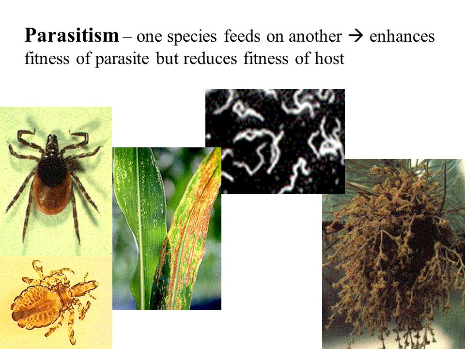 Parasitism – one species feeds on another  enhances fitness of parasite but reduces fitness of host